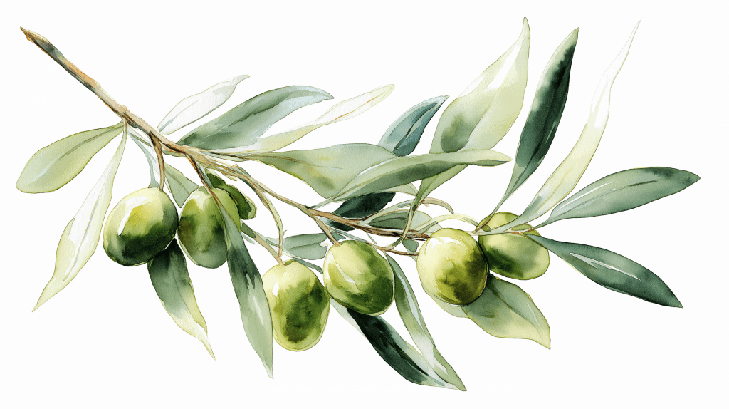 Olive Branch